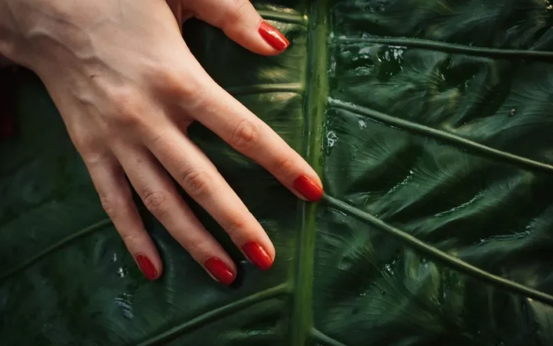 Close-up of a hand with red manicured nails touching a large green leaf.