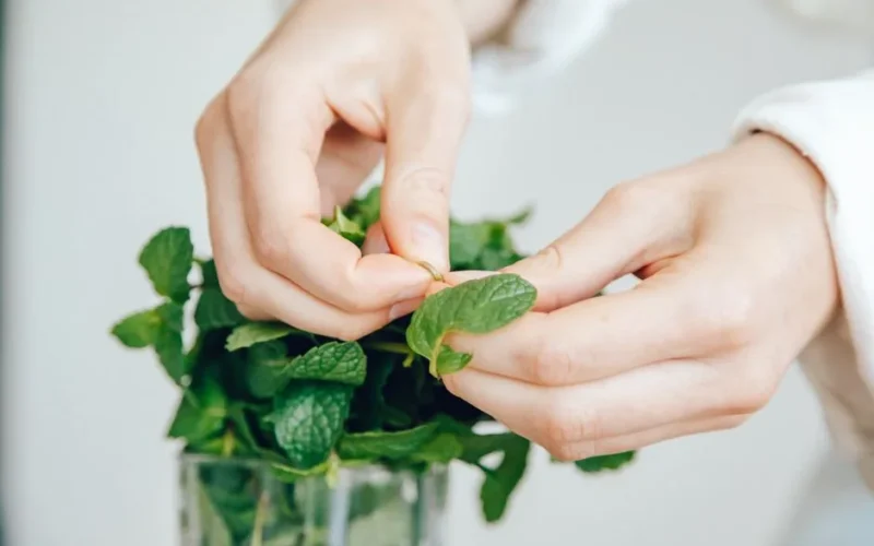 A detailed close-up shot of hands carefully handling fresh mint leaves indoors.