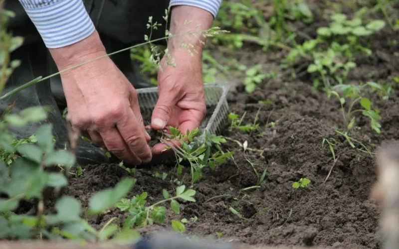 Hands of a gardener planting green seedlings in the soil outdoors.