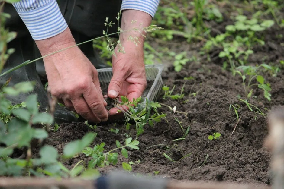 5 skutecznych sposobów na regenerację dłoni po ogrodzie w 2026